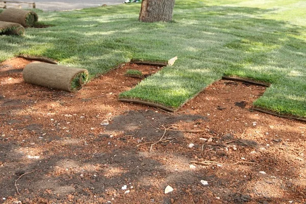Professional Sod Installation Windermere FL