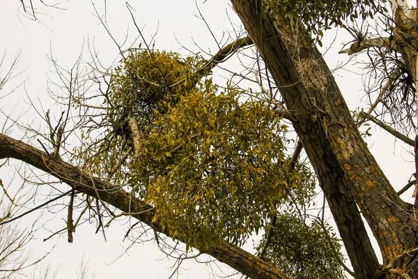 The Role of Tree Trimming in Preventing Branch Hazards Windermere FL